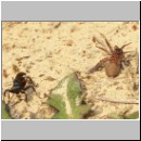 Anoplius viaticus - wegwespe-11.jpg